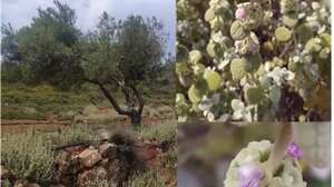 Εκδήλωση για το μέλι καλοκοιμηθιάς στο ΜΑΙΧ 