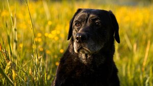 Ένα επικίνδυνο αδέσποτο σκυλί στον δρόμο Ηρακλείου Βουτών