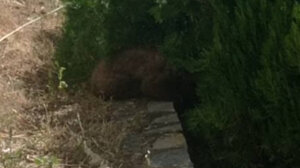 Αρκουδάκι απεγκλωβίστηκε από προαύλιο ξενοδοχείου