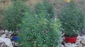 Μυλοπόταμος: 4 μίνι-χασισοφυτείες ο απολογισμός νέας αστυνομικής επιχείρησης