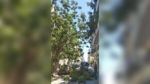 Κινητοποίηση για την πτώση κλαδιών στο Ηράκλειο