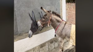 Γαϊδουράκι βλέπει ζωγραφιά με άλλα γαϊδουράκια σε τοίχο και συγκινείται!