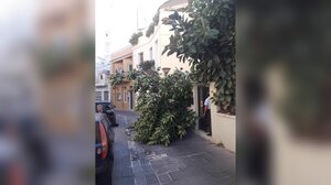 Έπεσε δέντρο στο κέντρο του Ηρακλείου