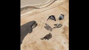 Ανησυχία για τα νεκρά περιστέρια στην Ιεράπετρα - Δείτε το βίντεο