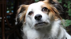 Πυροβόλησε και σκότωσε αδέσποτο σκύλο