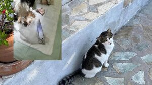 Χανιά: Γάτα βρέθηκε με καρφωμένη λεπίδα στο σώμα της