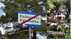 Κατεβαίνουν με πούλμαν στα δικαστήρια και προειδοποιούν: «θα πέσουν κορμιά» - Δείτε βίντεο 