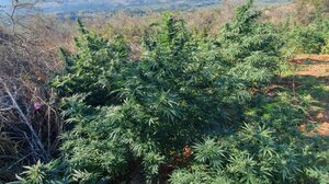 Βρήκαν "ορφανή" φυτεία με 222 δενδρύλλια και 86 κιλά κάνναβης