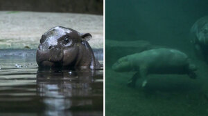 Ο Τόνι ο ιπποπόταμος κάνει τα πρώτα του μακροβούτια στην πισίνα