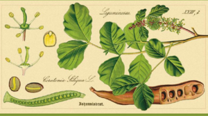 «Ο φυτικός πλούτος της Κρήτης παράγοντας τοπικής ανάπτυξης»