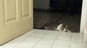 «Πού οδεύουμε ως κοινωνία, άραγε» διερωτήθηκε η ψιψίνα