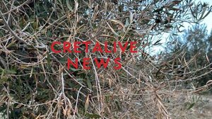 Τραγική η κατάσταση στον Κρητικό ελαιώνα με ξερές ελιές, μετά το ράβδισμα!