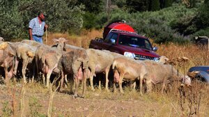Στις κάλπες οι κτηνοτρόφοι των Χανίων: Κάλεσμα συμμετοχής από την "Αγωνιστική Συσπείρωση"