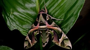 Τι γυρεύει μία νυχτοπεταλούδα σε γειτονιά του Ηρακλείου; 