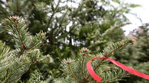 Ικανοποιημένοι από τις πωλήσεις χριστουγεννιάτικων ελάτων οι παραγωγοί του Ταξιάρχη Χαλκιδικής!