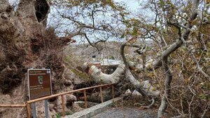 Πλάτανος στο Κράσι: Κλειστή πλατεία, κλειστά μαγαζιά και άμεσα μέτρα για το ιστορικό δέντρο