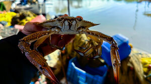 Μπλε καβούρια έπιασε ψαράς στη Νέα Κίο