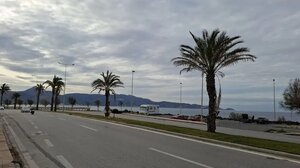 «Έχουν νεκρωθεί οι φοίνικες στην παραλιακή»: «Ακατάλληλο» είδος για το Ηράκλειο 