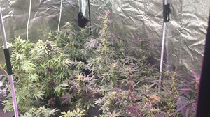 Κρήτη: υδροπονική και τρία κιλά χασίς …έβαλαν χειροπέδες σε δύο νεαρά αδέρφια 