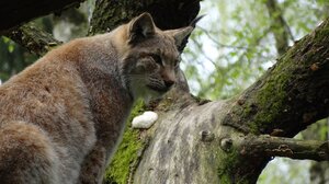  Βρετανία: Η αστυνομία αναζητά δύο λύγκες που απελευθερώθηκαν "παράνομα" σε εθνικό πάρκο της Σκωτίας 