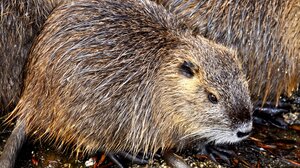 Βρέφος δαγκώθηκε από αρουραίους 50 φορές 