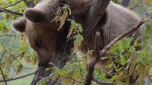 Μαθητές του Ηρακλείου υιοθέτησαν... μία αρκούδα!