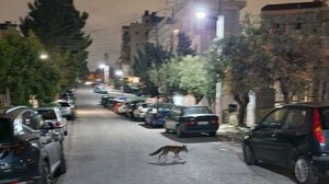 Viral αλεπούδες που βγήκαν για βόλτα στο Παγκράτι!