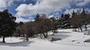 Φθιώτιδα: Επέσαν δέντρα και κολόνες από τους θυελλώδεις ανέμους – Χιόνια στην Ευρυτανία