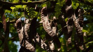 Παρέμβαση ΤΕΕ/ΤΑΚ για την διαχείριση των δασικών εκτάσεων αλλά και την καλλιέργεια χαρουπιάς στην Κρήτη