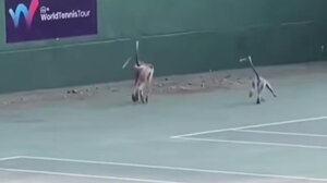 Ινδία: Μαϊμούδες εισέβαλαν σε γήπεδο τένις - Δείτε βίντεο