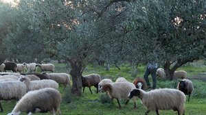 Όψεις του Ηρακλείου στον τηλεοπτικό "αέρα" του ΣΚΑΙ