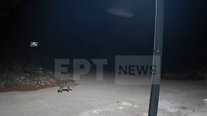 Αγέλη λύκων κάνει βόλτες στην Ιπποκράτειο Πολιτεία