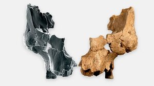 Ισπανία: Ανακαλύφθηκε το αρχαιότερο απολίθωμα προσώπου στην Ευρώπη μέχρι σήμερα