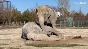 Συγκλονιστικό βίντεο: Ελεφαντίνα θρηνεί την απώλεια της επί 25 χρόνια φίλης της