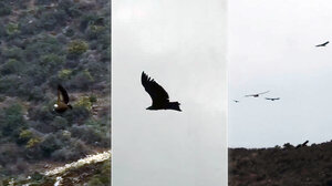 Κατέβηκαν τα όρνια στο Μπαλί - Εντυπωσιακές εικόνες!