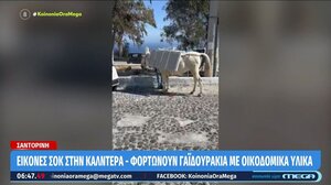 Σαντορίνη: Μεταφέρουν με γαϊδουράκια οικοδομικά υλικά στην Καλντέρα