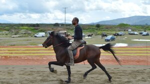 Τα "γεωργαλίδικα" άλογα συναντήθηκαν για 2η φορά στο φράγμα της Πλακιώτισσας