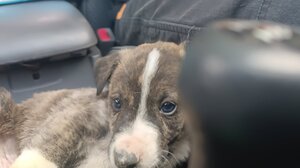 Η... άκαρπη αναζήτηση βοήθειας για πέντε κουτάβια και μια έκκληση