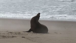 Τοξικά θαλάσσια άλγη απειλούν θαλάσσιους λέοντες