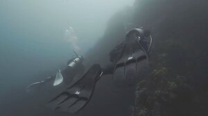 Νεκροί από επίθεση καρχαριών δυο Ρώσοι δύτες