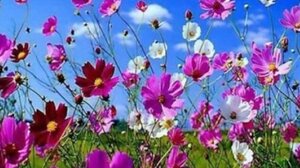 Μια ξεχωριστή Πρωτομαγιά στο Οροπέδιο Έβδομος