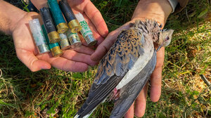 Ελληνική Ορνιθολογική Εταιρεία: Στο στόχαστρο των κυνηγών και πάλι το Τρυγόνι στη Δυτική Ευρώπη