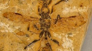 Ανακαλύφθηκε το «μυρμήγκι της Κόλασης» - Έχει ηλικία 113 εκατ. ετών