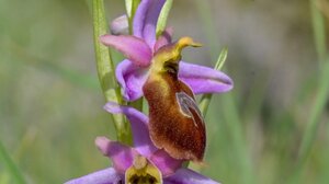Μυτιλήνη: Άνοιξη με άγριες ορχιδέες στη σκιά απολιθωμένων κορμών ηλικίας 20 εκατ. ετών