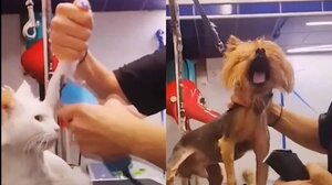 Οργή για «groomer» που κακοποιούσε σκύλους σε live μετάδοση: Απολύθηκε από το κτηνιατρείο - Ενημερώθηκε εισαγγελέας