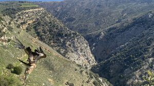 Πέταξαν ξανά στους ουρανούς επτά γύπες μετά την απευλευθέρωσή τους