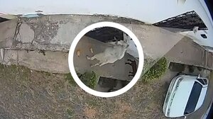 H κάμερα "έπιασε" τους κλέφτες που της έκλεβαν το... ψωμί