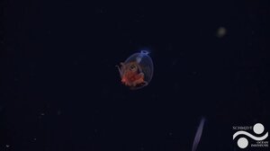 Έναν αιώνα μετά την ανακάλυψή του, το «κολοσσιαίο καλαμάρι» απαθανατίστηκε για πρώτη φορά ζωντανό