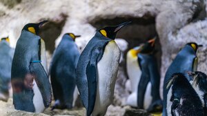 Ο Τραμπ επέβαλε δασμούς ύψους 10% ακόμα και σε ακατοίκητα νησιά