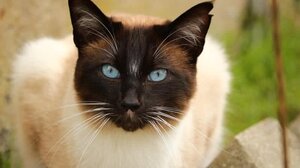 Ηλικιωμένη φιλοξενούσε κατοικίδια κάτω από ακατάλληλες συνθήκες υγιεινής